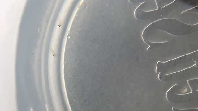 Stenopus hispidus fry смотреть онлайн