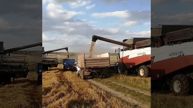 Уборка овса КФХ Васильев А.Ю. смотреть онлайн