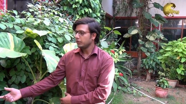 How to grow Money plants in soil In (Urdu/Hindi) смотреть онлайн