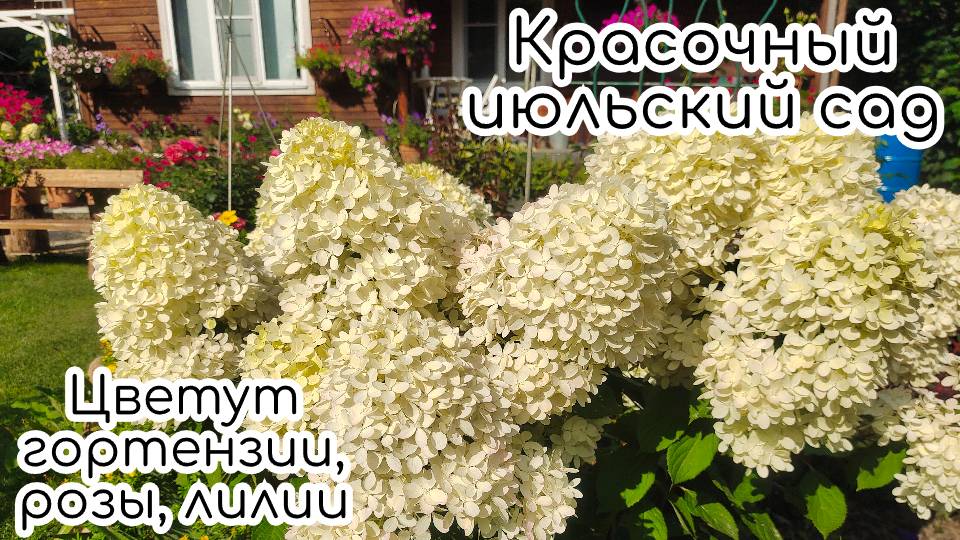 Красочный июльский сад. Цветут гортензии, розы, клематисы, лилии смотреть онлайн