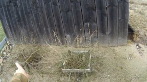 Деревня. Начало сезона. Обзор. 18 апреля 2025 год.