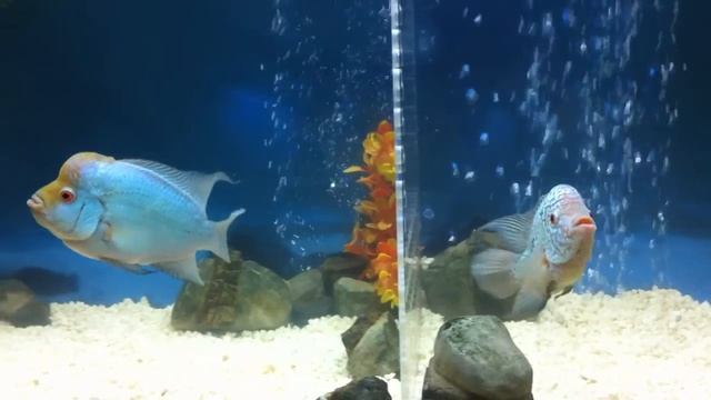 Flower Horn Thai Silk y Kamfa White Tiger смотреть онлайн