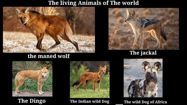 The living animals of The world The jakal The maned wolf The Dingo The Indian wild dog The...... смотреть онлайн