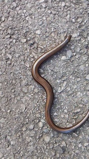🐍червяк или змея?) какой красивый. на фоне голос, что-то на непонятном. #amazing #animals #snake смотреть онлайн