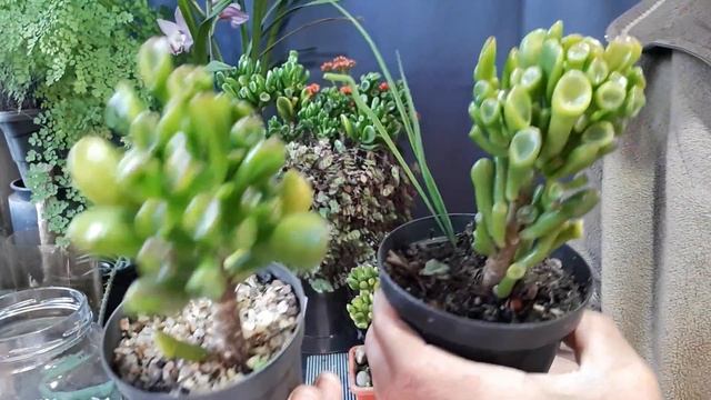 SUCULENTA CRASSULA  OVATA  CONVOLUTA 