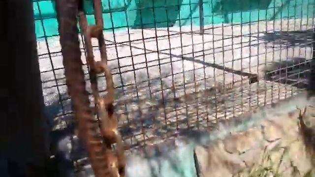 Гималайчёнок с мамой игрушки такие интересные!!! Тайган.