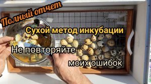 Инкубация перепелиных яиц: подробный отчет, анализ ошибок и рекомендации по их устранению.