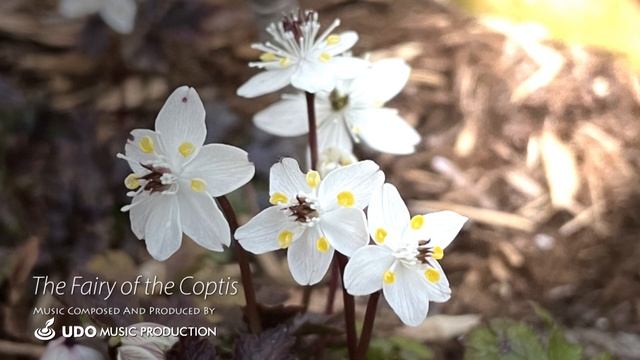 The Fairy of The Coptis │ Music for The Flowers │ January │ #バイカオウレン смотреть онлайн