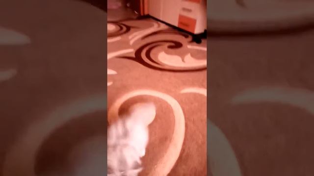 10 ноября 2017 г.