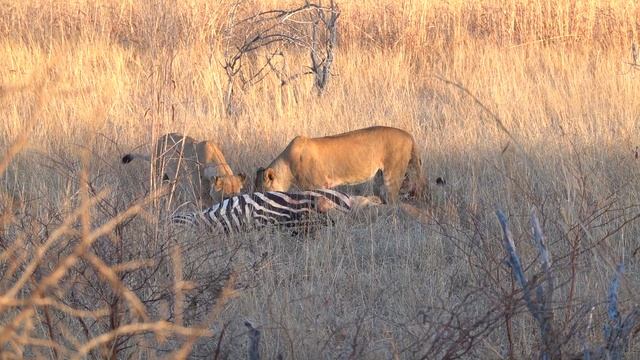 Lions Eating Zebra By Side Of Road Hwange National Park, Zimbabwe
