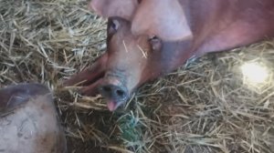 Куда же исчезла луна? Новый тент на газель и работа по хозяйству — вот чем был занят сегодня