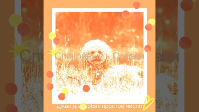 Чувство (Выгул собак) смотреть онлайн