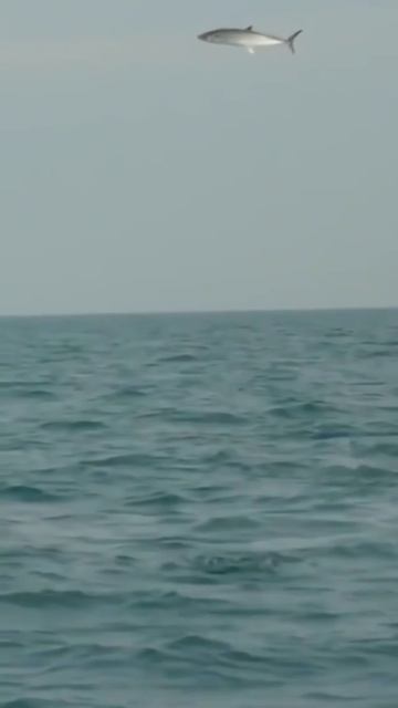 King Fish Flying Shorts Video Sea Fish Official