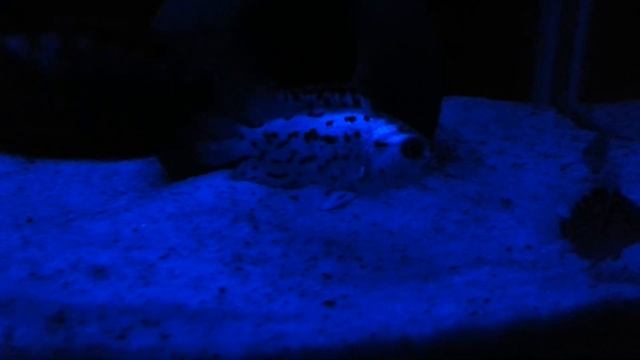 Electric Blue Jack Dempseys & Convicts Under Blue LED Lights
