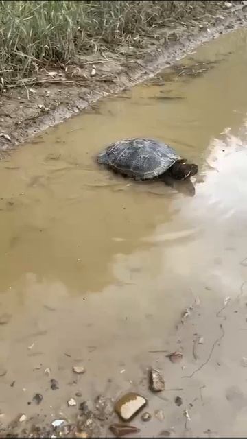 Черепашка смотреть онлайн