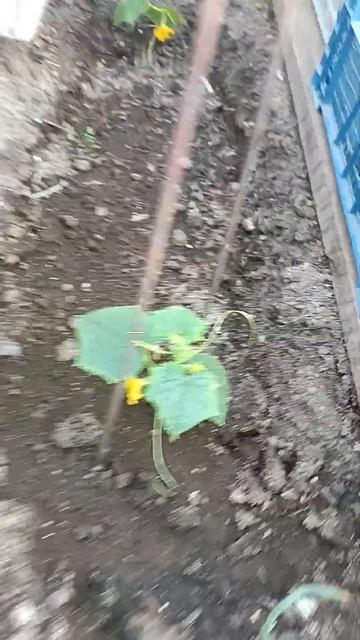 03.04.2024.Огурцы в теплице на Урале.Растут,цветут.Часть5. смотреть онлайн