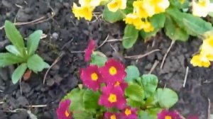 #дизайнсада #клумбапримул / Клумба из примул. Примулы мелкозубчатые, высокие, Юлии, Зибольда.