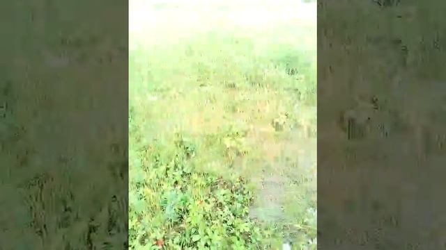 Собираем ягодки смотреть онлайн
