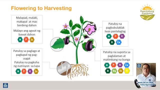 Crop Nutrition in Eggplant смотреть онлайн