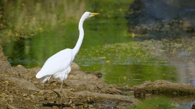 5K Āfrikas Wildlife dokumentālā filma - Mana Pools National Park, Zimbabve, Āfrika - 1 HR смотреть онлайн