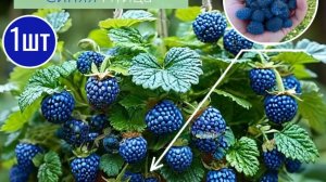 Гибрид клубники-ежевики с ВБ