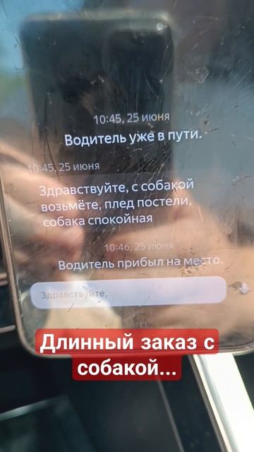 Перевозка животного! стоит денег смотреть онлайн