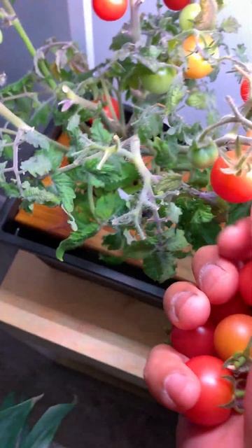 The most productive tiny tomato plants. Perfect for small space and indoor garden смотреть онлайн