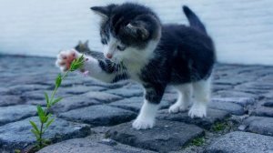 Cat in the Blender| A Chinese man killed a cat by putting it in a blender😭