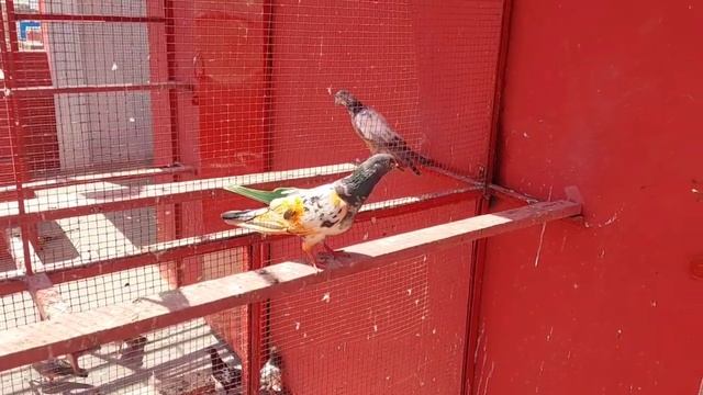 Mohar Wala Taddy Kabootar Pakra | Hashim Mahmood Pigeons