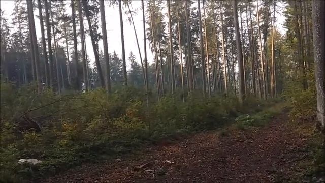 Прогулка с собакой.Лесоповал и мои цветы. смотреть онлайн