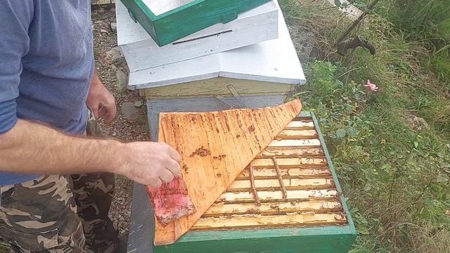 Повторная обработка пчёл муравьиной кислотой, не делайте как я. смотреть онлайн