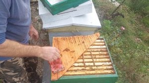 Повторная обработка пчёл муравьиной кислотой, не делайте как я.