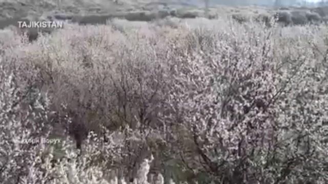 ЧОРШАНБЕ ЧОРШАНБИЕВ. ИСФАРА, ВОРУХ, ЧОРКУХ Я С ВАМИ смотреть онлайн