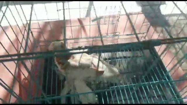 Выставка Бишкек Кыргызстан. Двухчубые голуби. Tauben. Pigeons. Palomas. Pombos. 비둘기. کبوترها