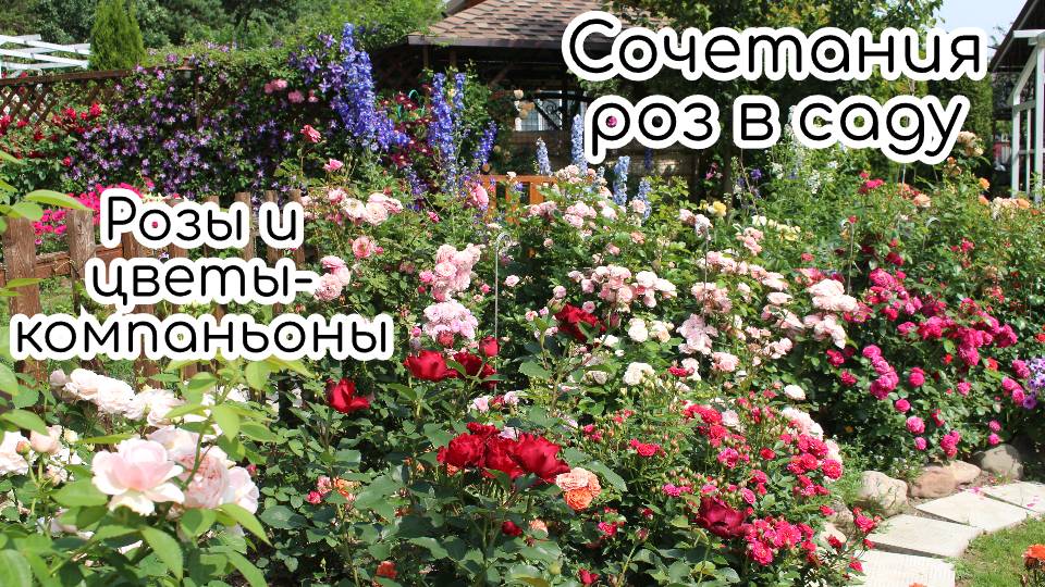 Розы и многолетние растения в саду. Начало июля смотреть онлайн