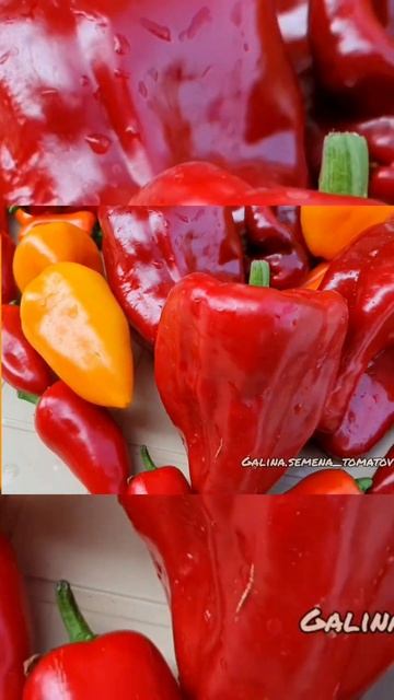 СЕМЕНА томатов и перцев на любой вкус 🔴 ВКонтакте: galina.tomat📍 #подмосковье #дача #огород #garden смотреть онлайн