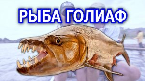 Тигровая рыба ГОЛИАФ. Речной монстр - опасная рыба. Подводный мир