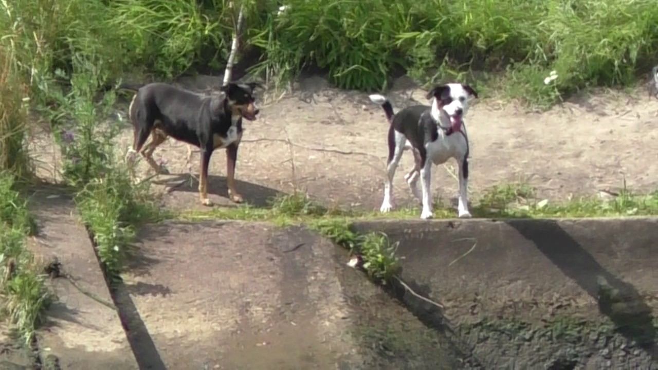 Купание на КиМе