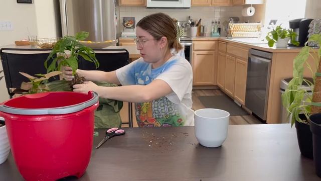 Repotting Houseplants + Chit Chat | Plants I Should've Repotted Already смотреть онлайн