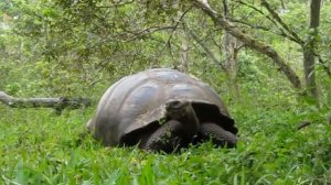 Слоновая черепаха