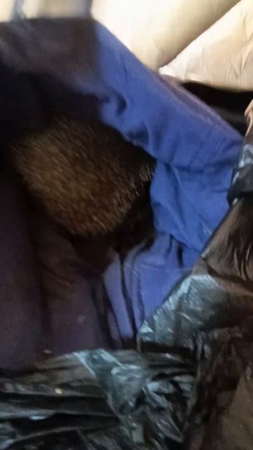 ежей нам только не хватало #енотилюша #помощьбездомнымживотным #ямыилюша #тикток #анапа