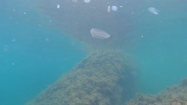 Черноморский усатый тюлень и русалка (ПЕРЕД)), а, и гребневик в средине. смотреть онлайн