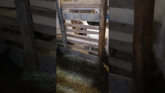 Маленький дворик 🥰 смотреть онлайн