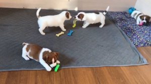 Щенки Джек Рассел играют