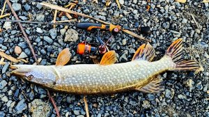 ОТКРЫТИЕ ЖИДКОЙ ВОДЫ 2025 трофей на мормышку