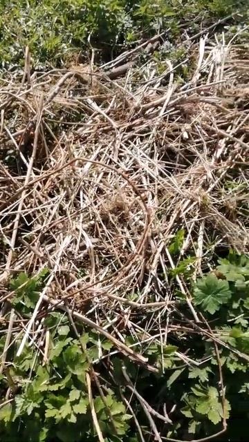 Как я сажаю тыквы на целине. смотреть онлайн