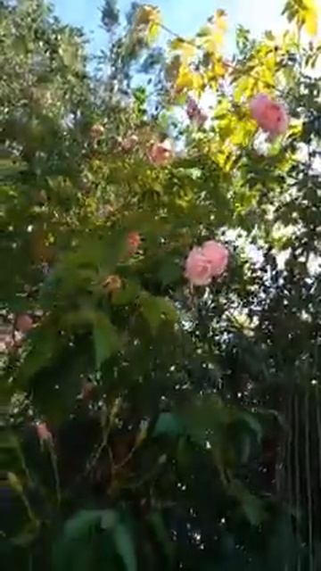 Sítio Urbano flores rosas смотреть онлайн