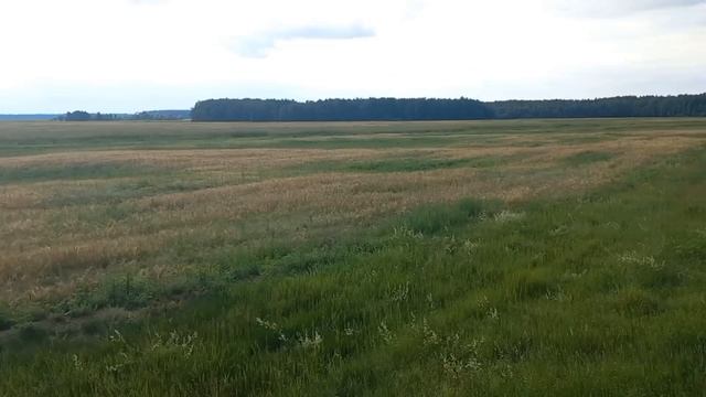 Охота на самца косули Беларусь 2024.Открылся по косуле.Охота с вышки смотреть онлайн