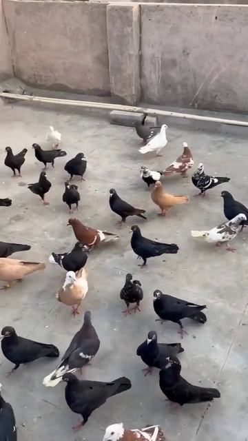 Kabutar Bazi Ll Pigeon Lover Ll #shorts #viral#trending #pigeonlover #trendingshorts #youtubeshorts