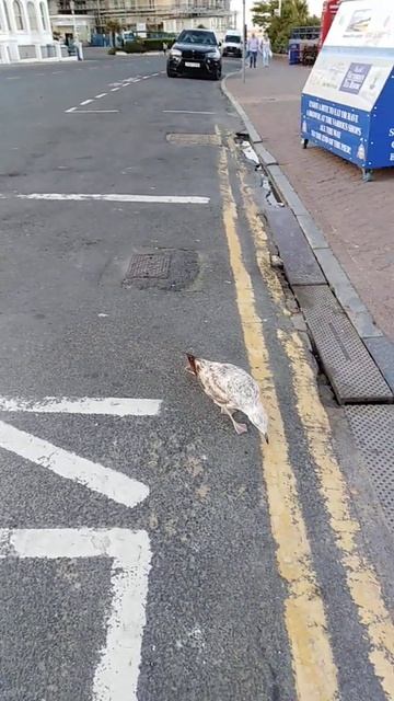Long Legged Seagull Juvenile